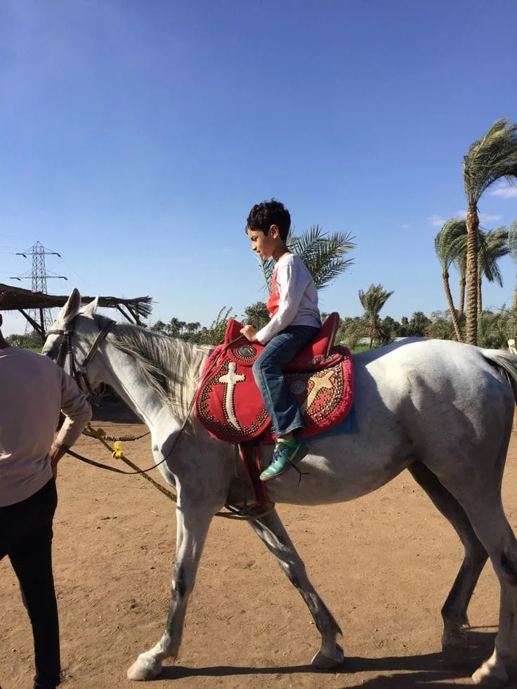 Camel Riding available for hire across Nairobi and Kiambu - photo 3